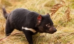 Tasmanian devil
